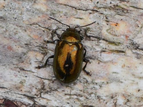 Phratora sp.